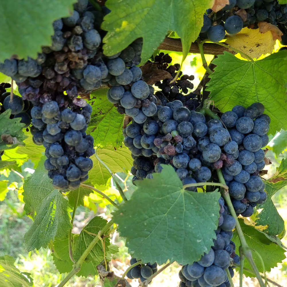 Vino Biologico Podere Giardino